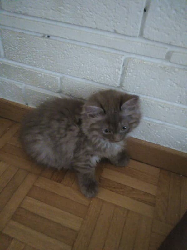 Kitten Zu Vergeben