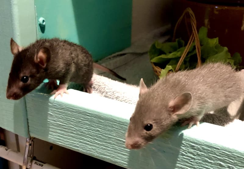 Süsse Farbrattenbabys weiblich