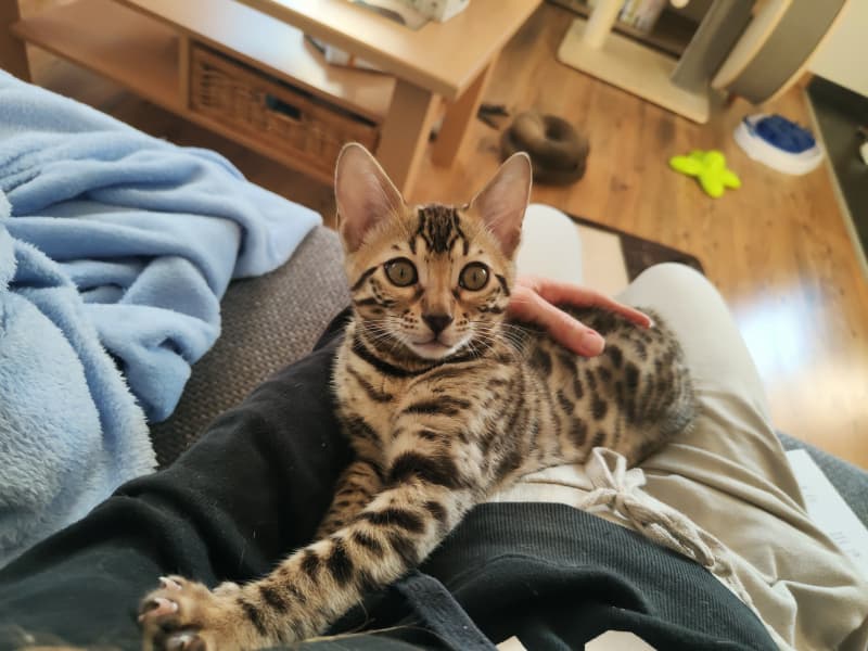Wunderschöne bengalkitten suchen ein liebevolles zuhause.