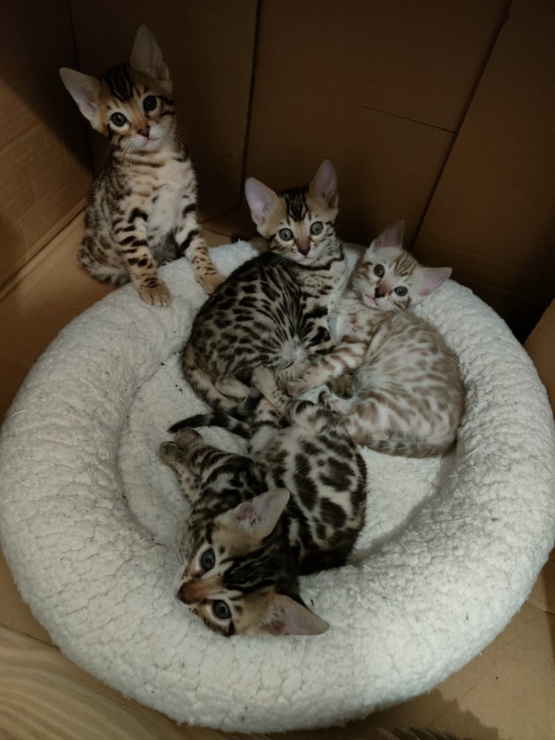 Wunderschöne bengalkitten suchen ein liebevolles zuhause.
