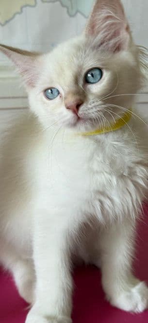 Ragdoll Kitten
