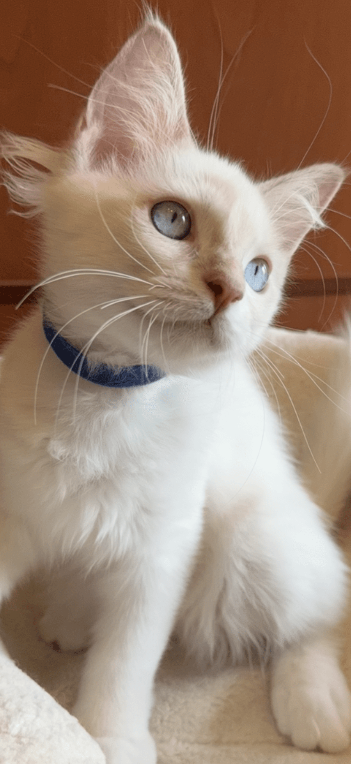 Ragdoll Kitten