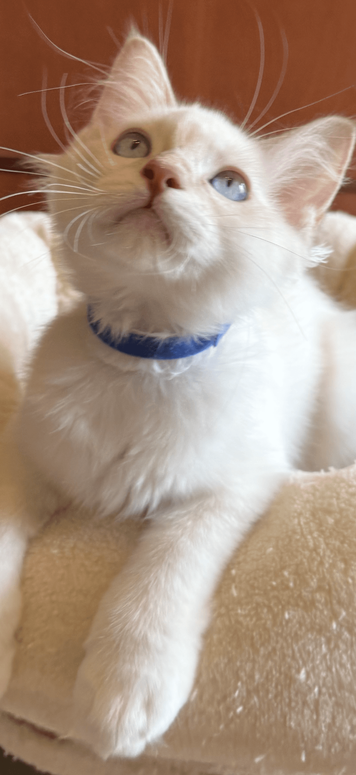 Ragdoll Kitten