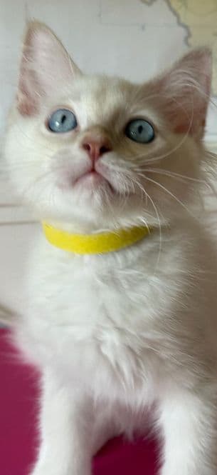 Ragdoll Kitten