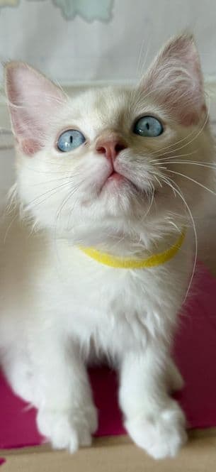 Ragdoll Kitten