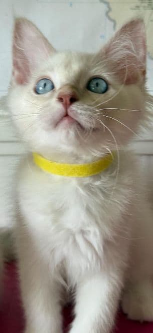 Ragdoll Kitten