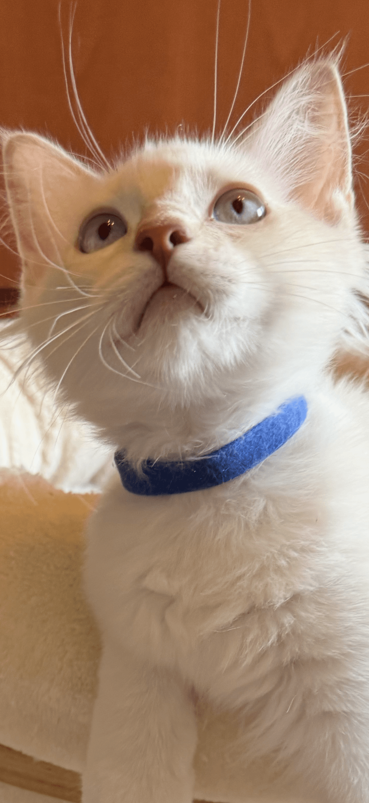 Ragdoll Kitten