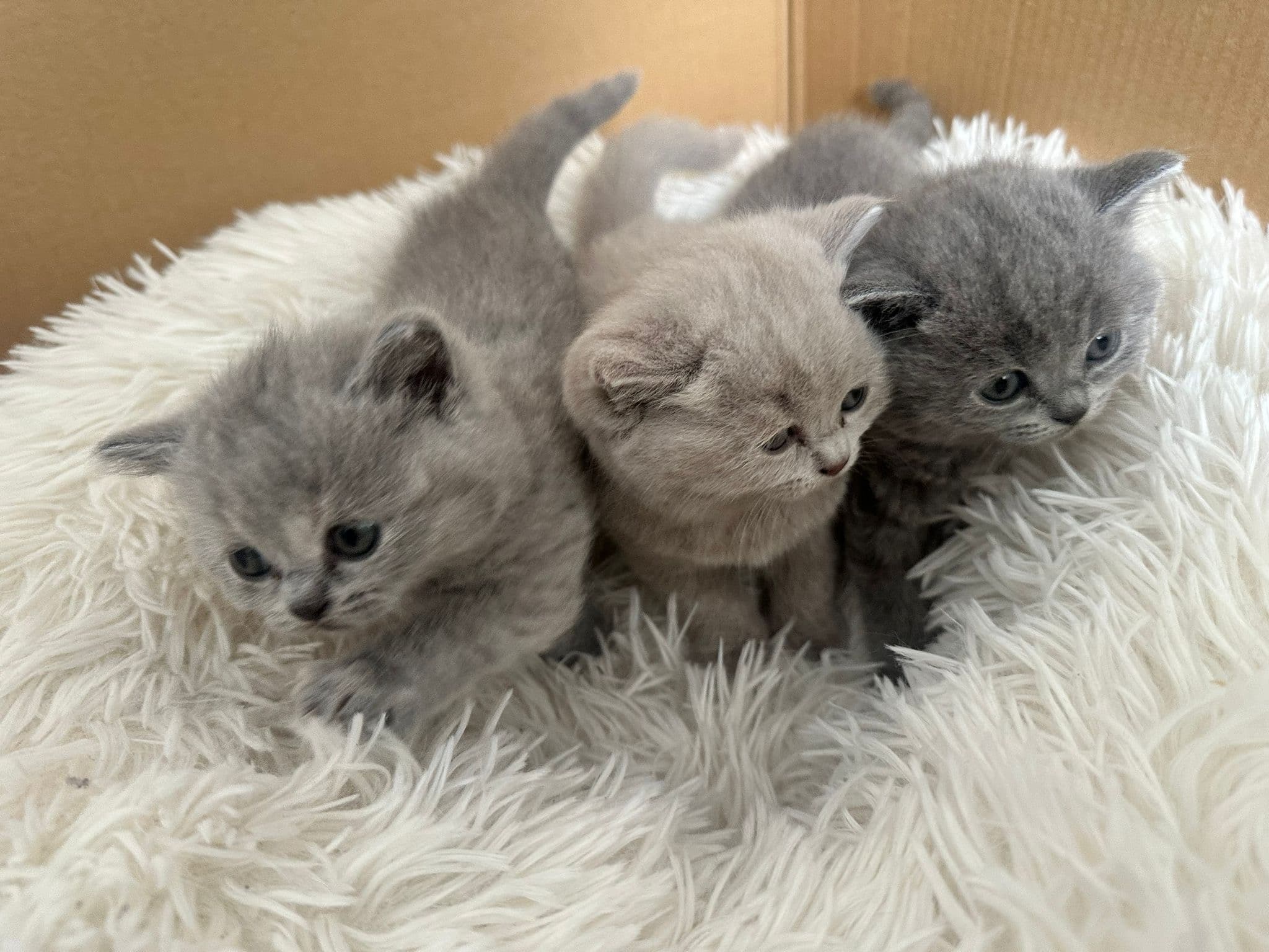 Reinrassige Britisch Kurzhaar Kitten