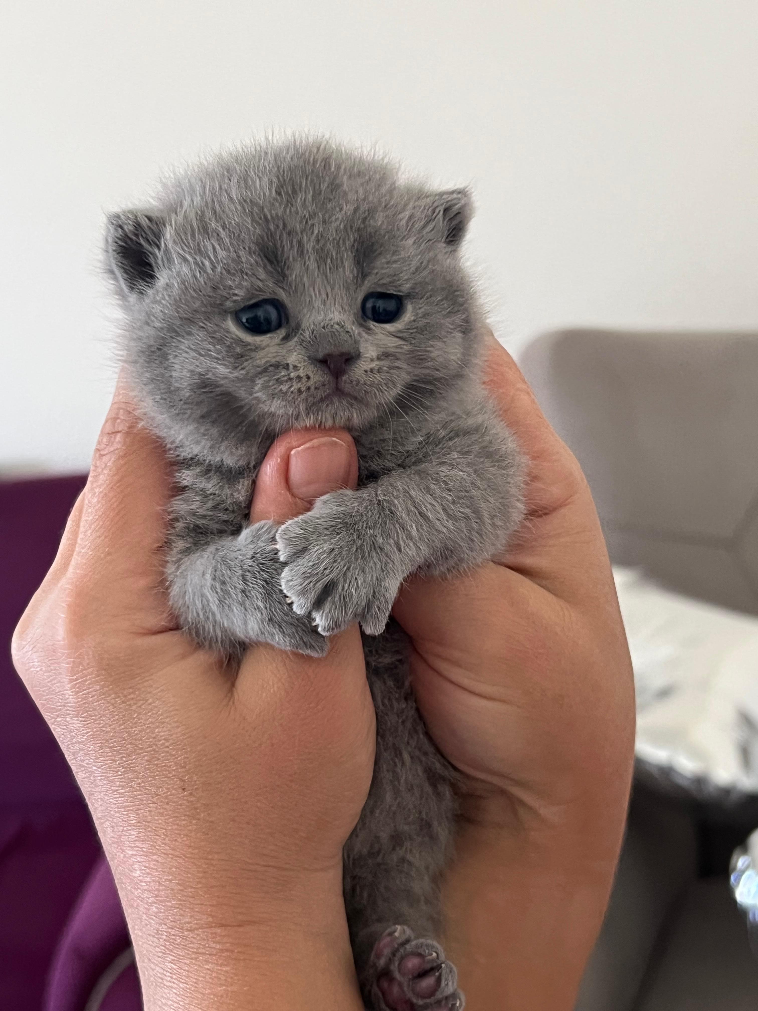 Reinrassige Britisch Kurzhaar Kitten