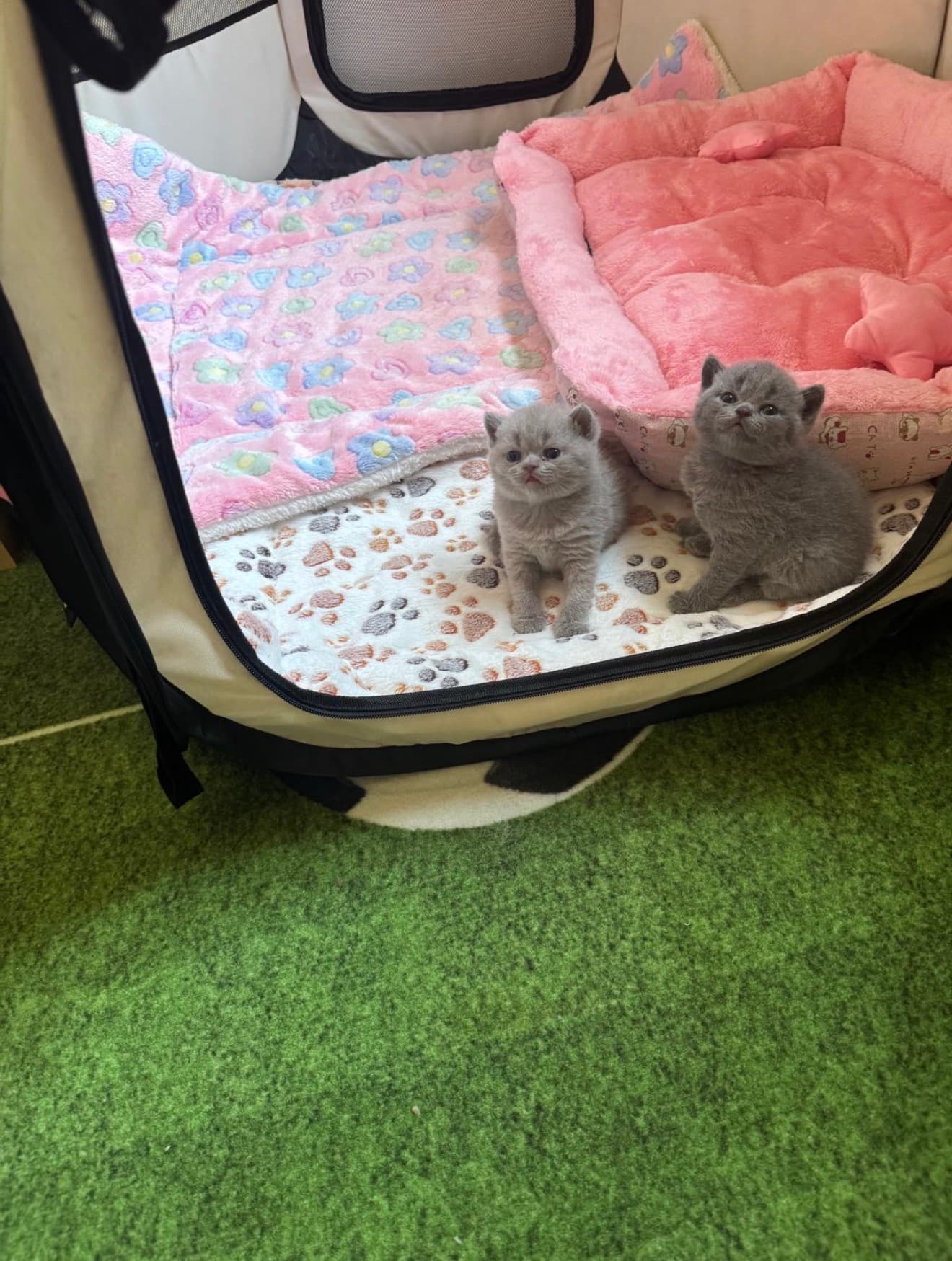 Reinrassige Britisch Kurzhaar Kitten