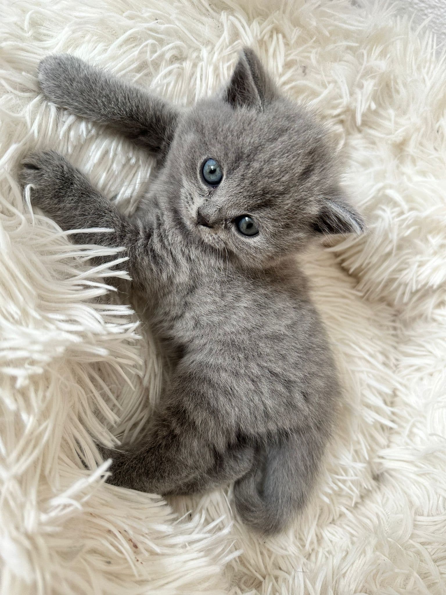 Reinrassige Britisch Kurzhaar Kitten