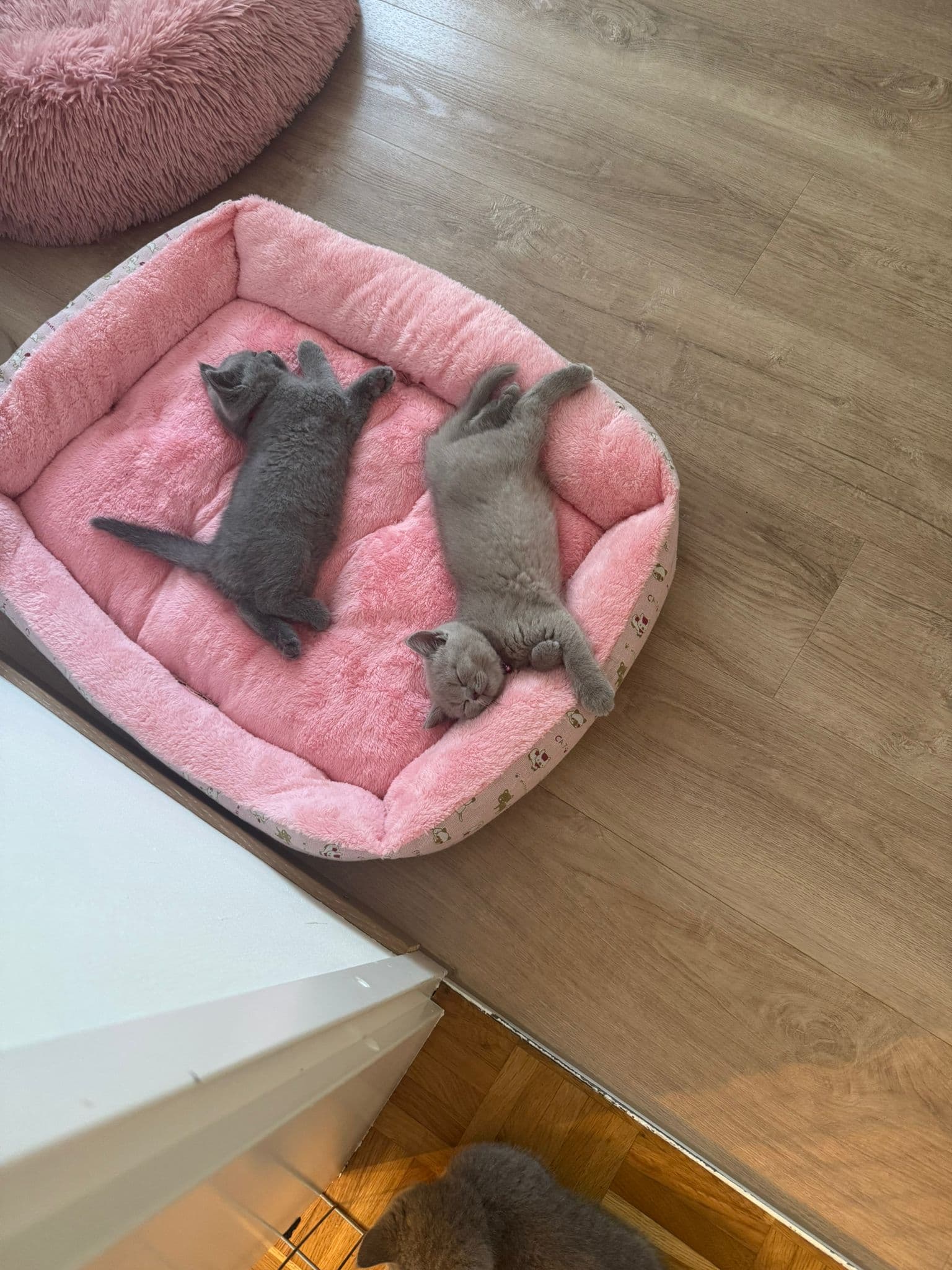 Reinrassige Britisch Kurzhaar Kitten
