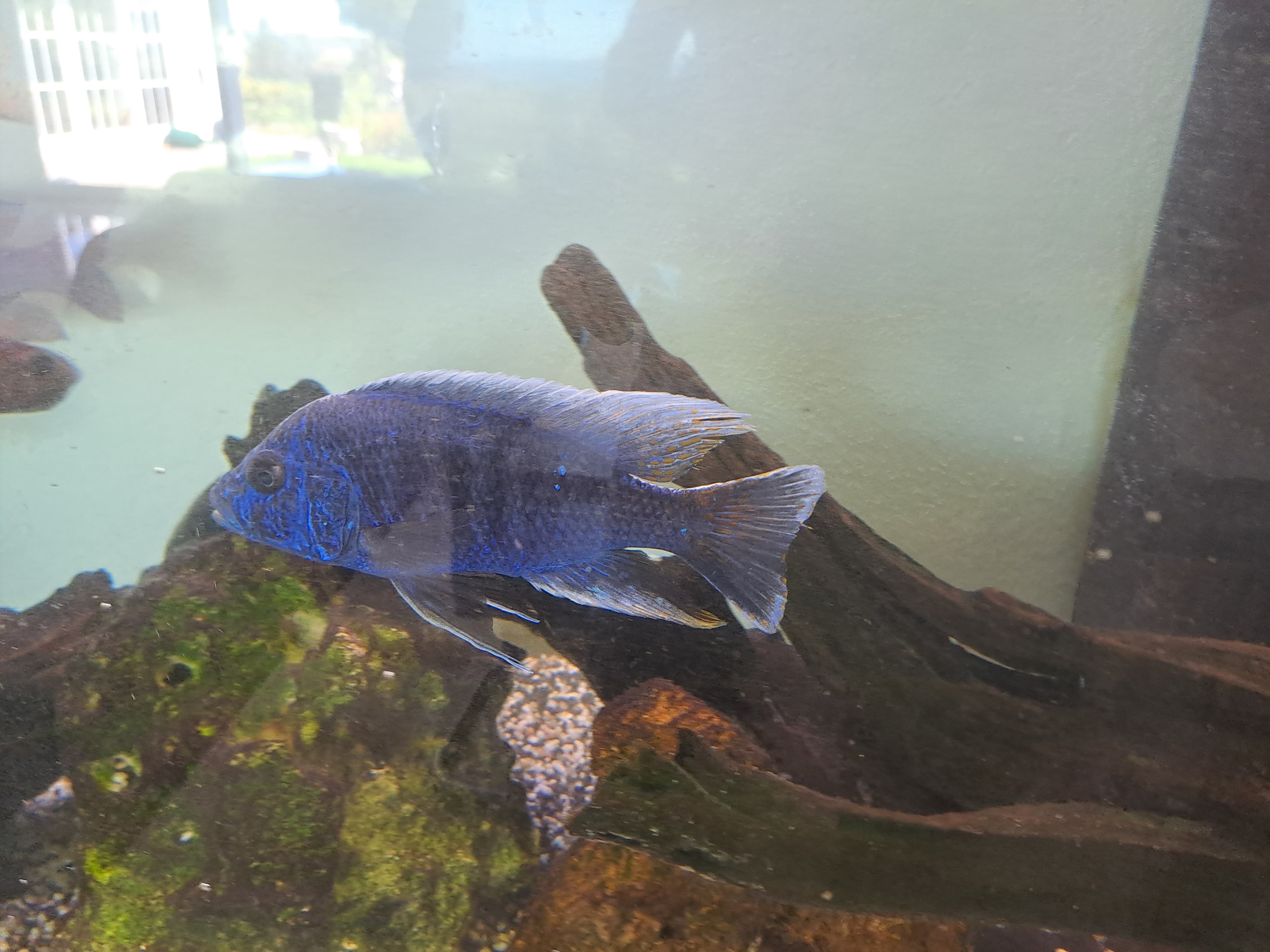 Juwel Malawi-Aquarium 450 Liter mit 17 Fischen und Zubehör