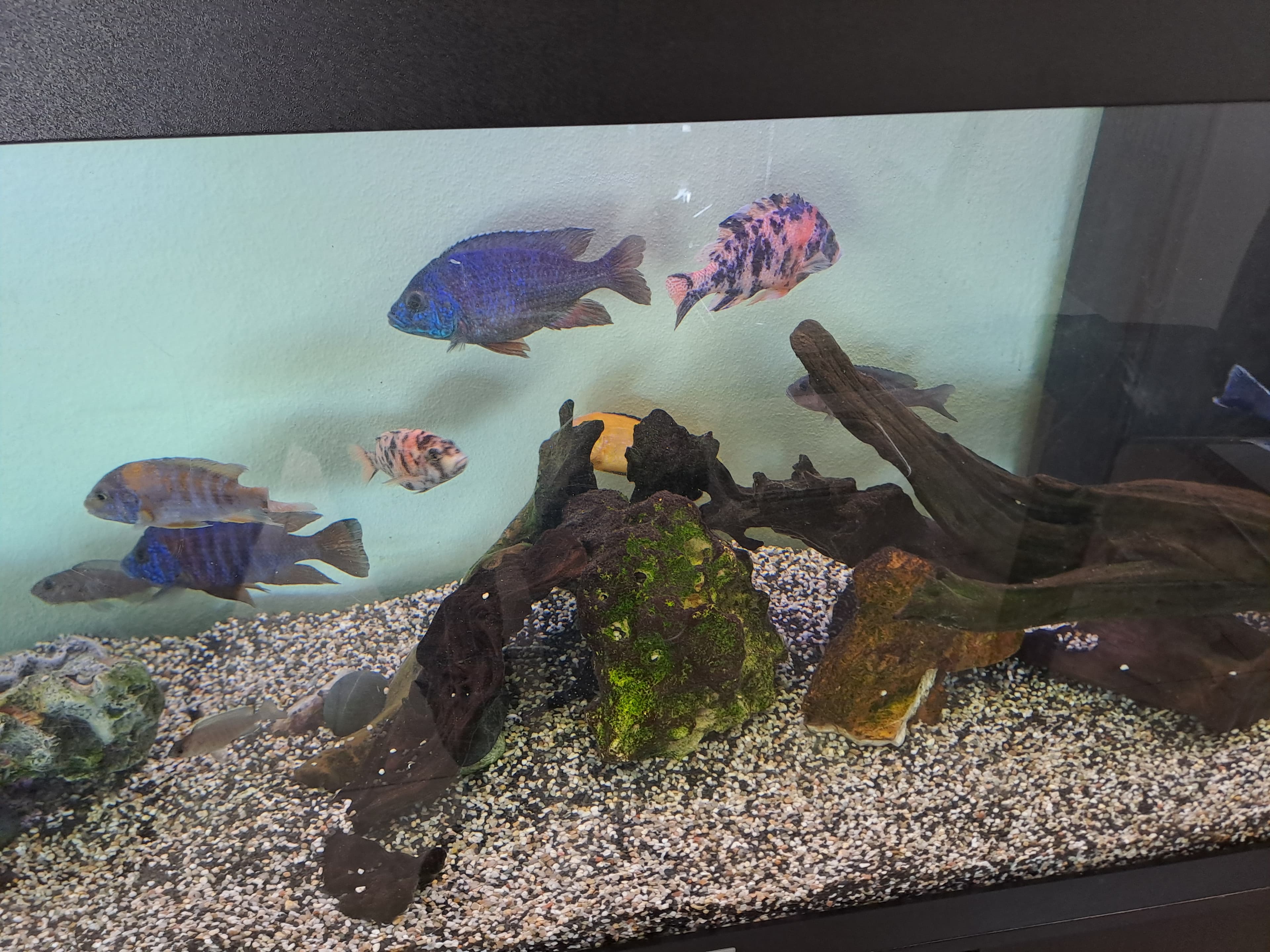 Juwel Malawi-Aquarium 450 Liter mit 17 Fischen und Zubehör