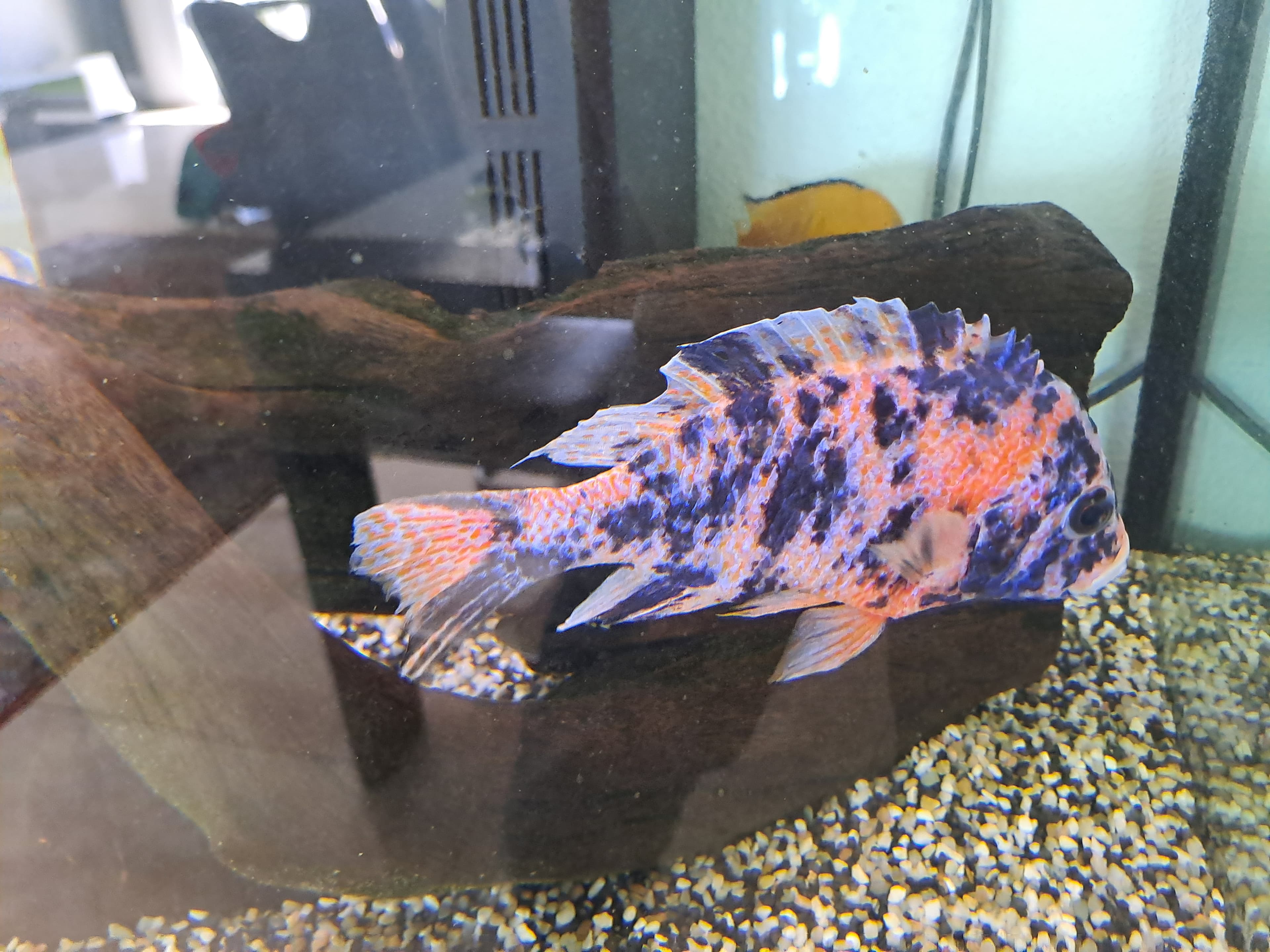 Juwel Malawi-Aquarium 450 Liter mit 17 Fischen und Zubehör