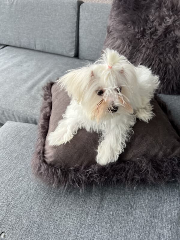 Mini Malteser
