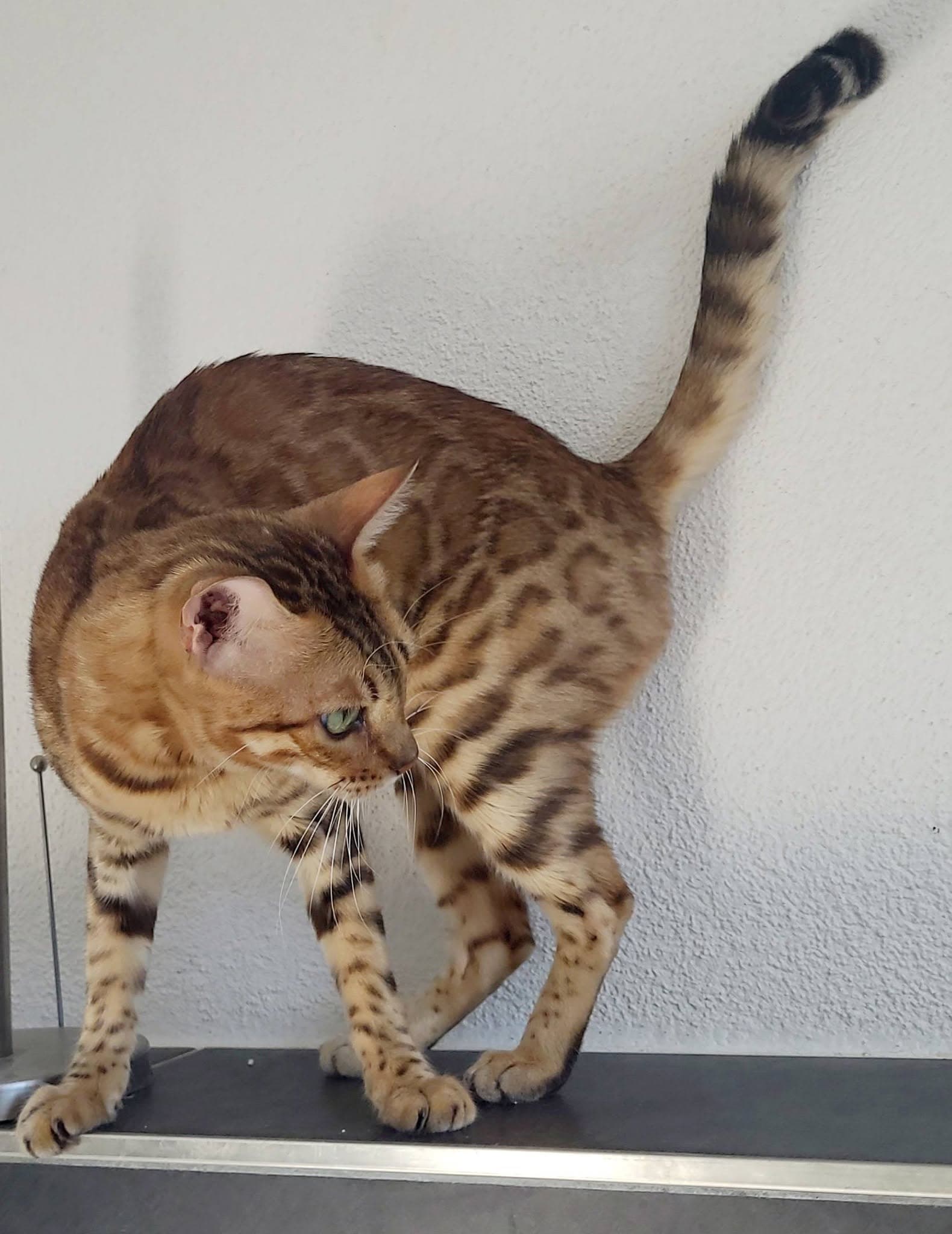 bengal katzin