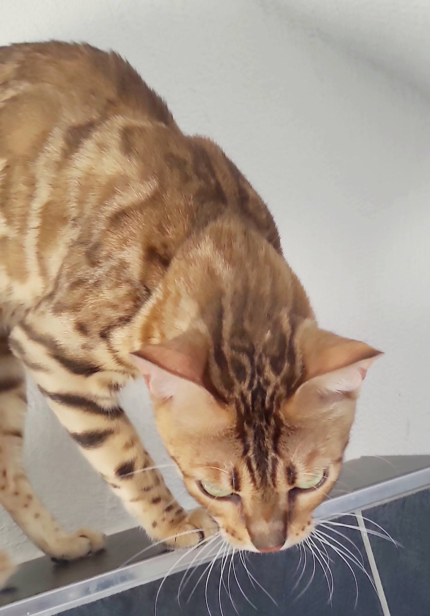 bengal katzin