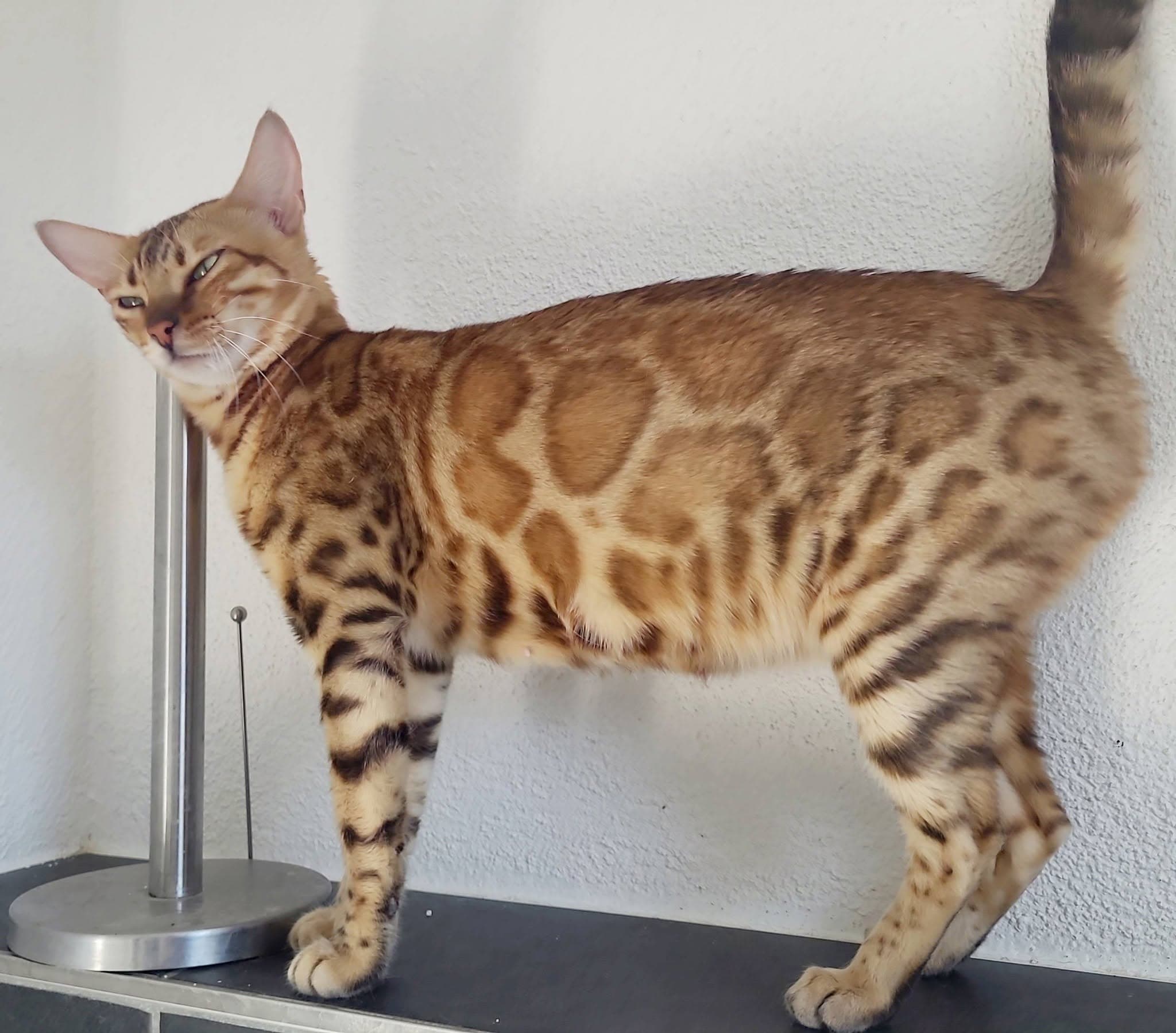 bengal katzin