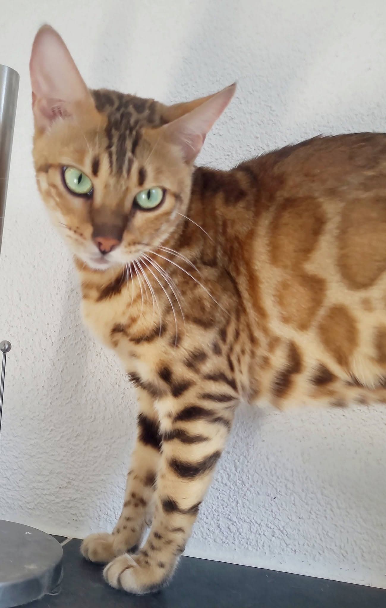 bengal katzin