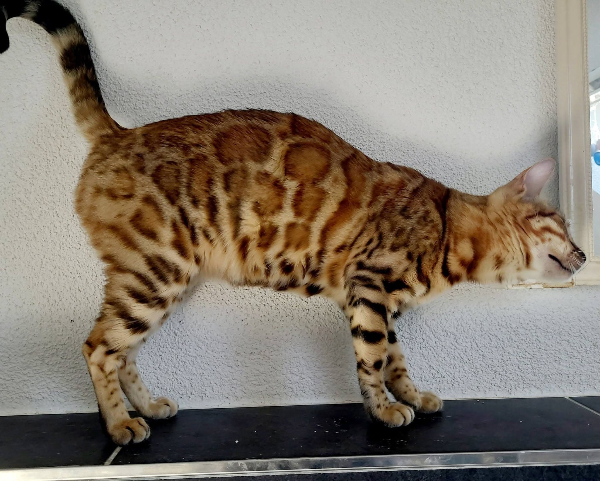 bengal katzin