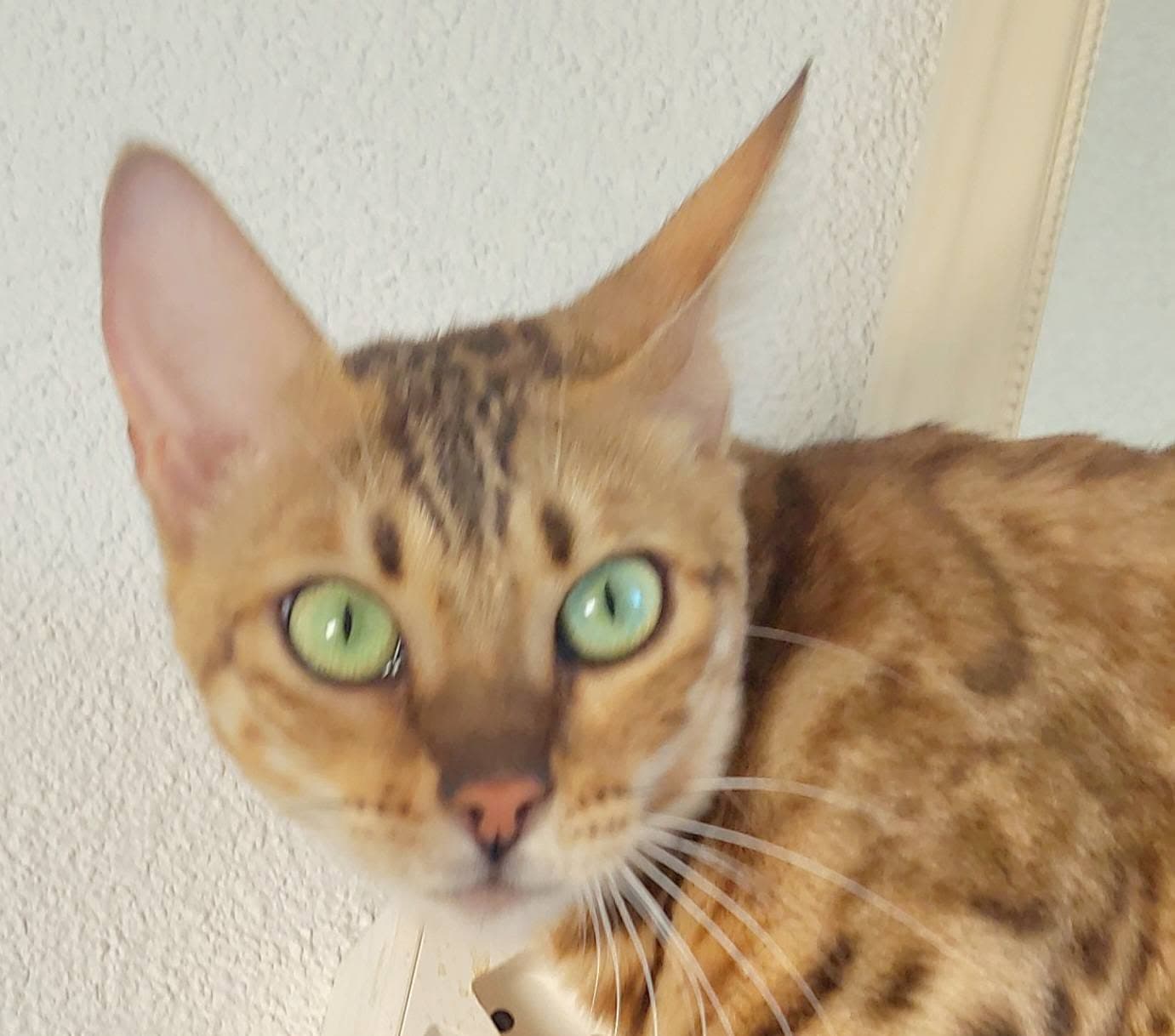 bengal katzin