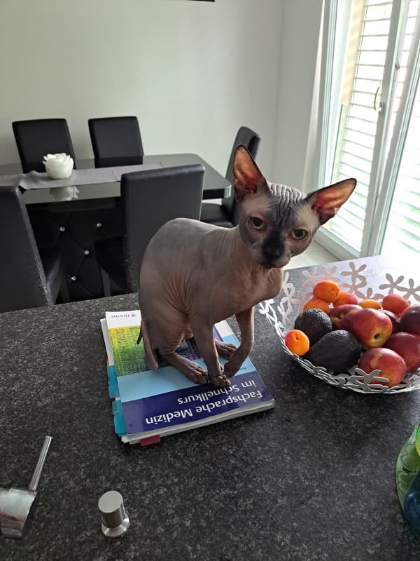 Deckkater sphynx