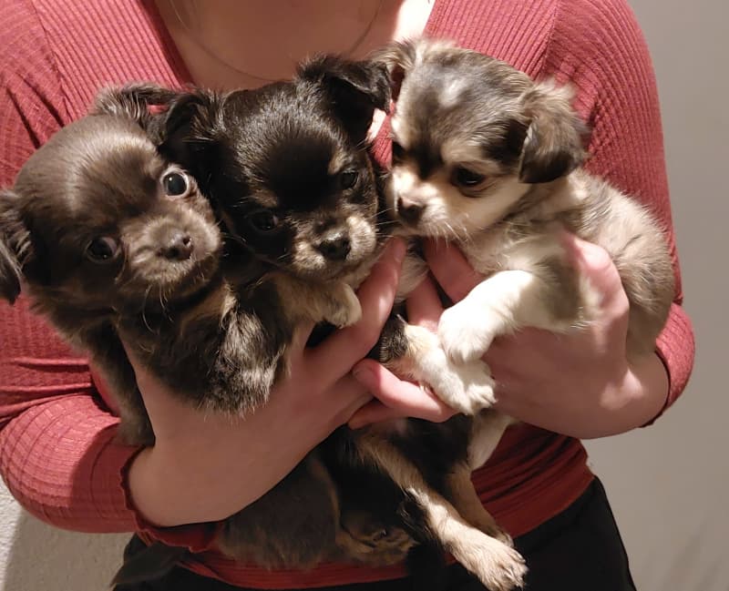 Herziges Chihuahua LH Welpeli