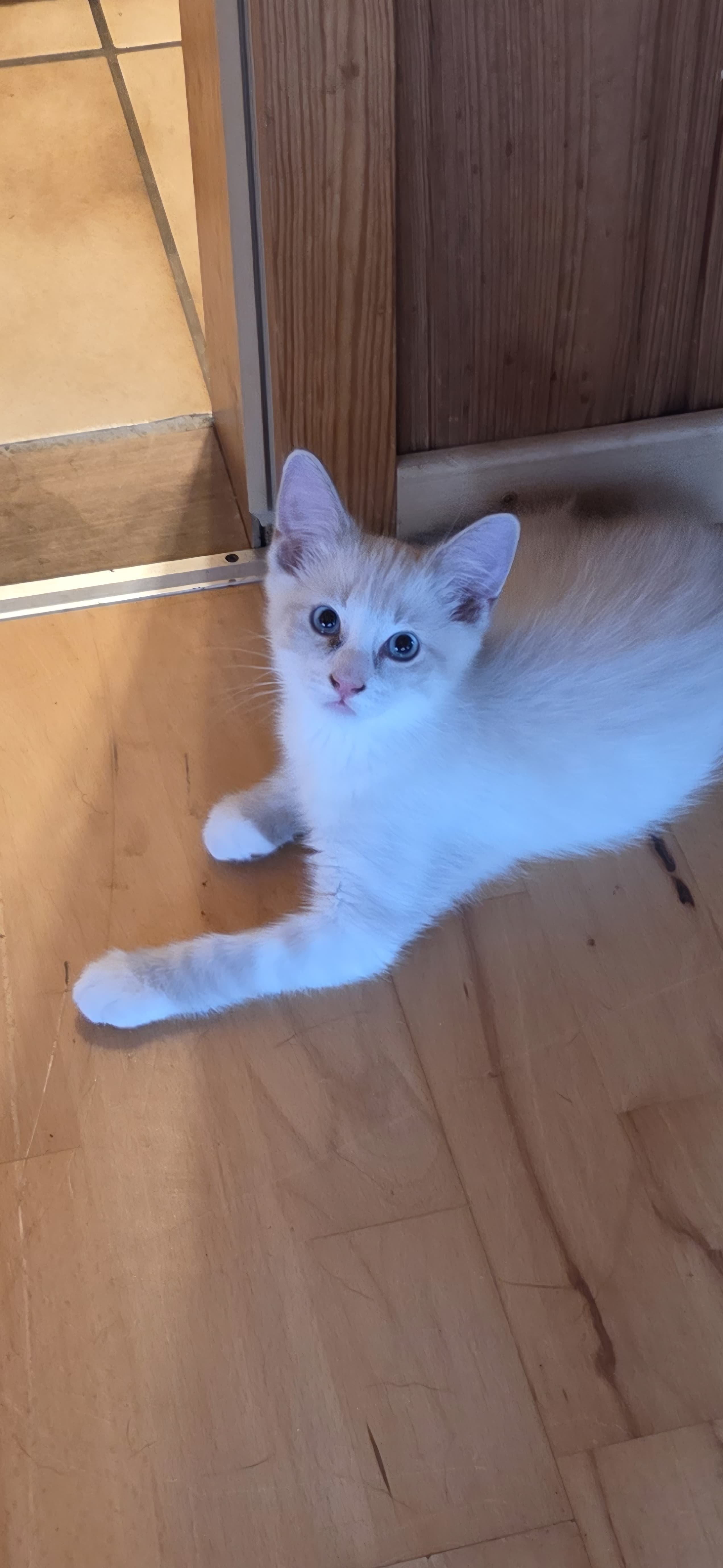 Ragdoll Mischlingskitten suchen Ihren Lebensplatz