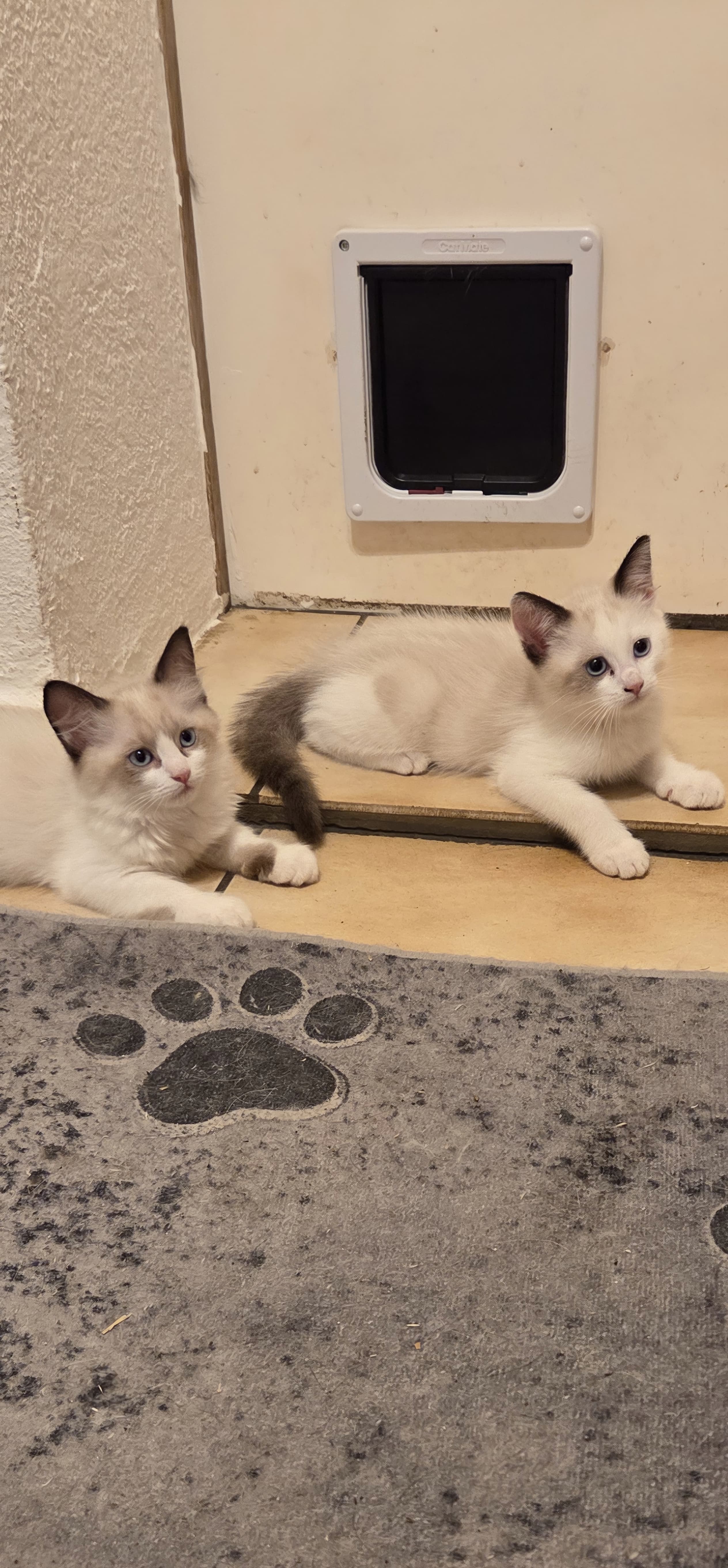 Ragdoll Mischlingskitten suchen Ihren Lebensplatz