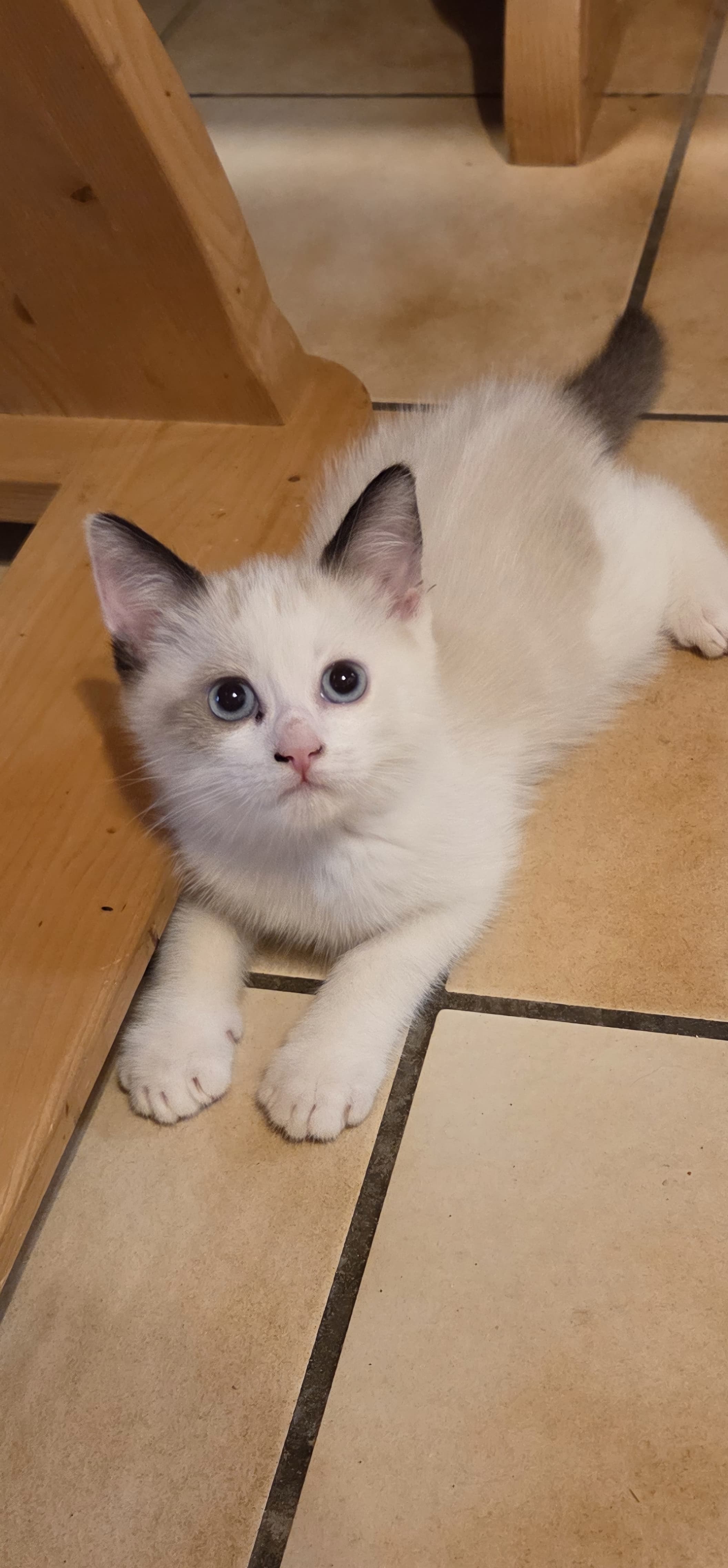 Ragdoll Mischlingskitten suchen Ihren Lebensplatz