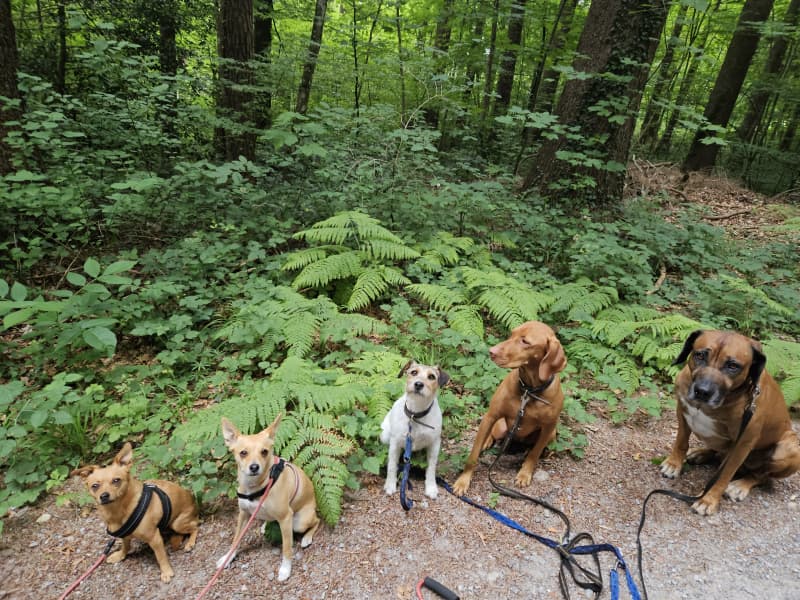 Haustierbetreuung und Hundebetreuung