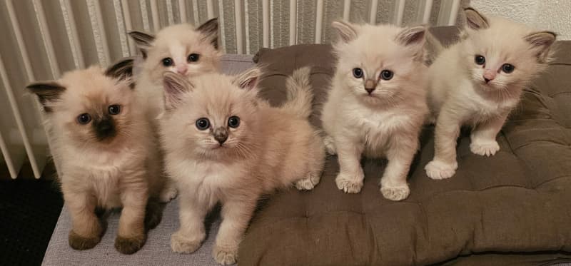 Heilige Birma Kitten suchen ein liebevolles Zuhause