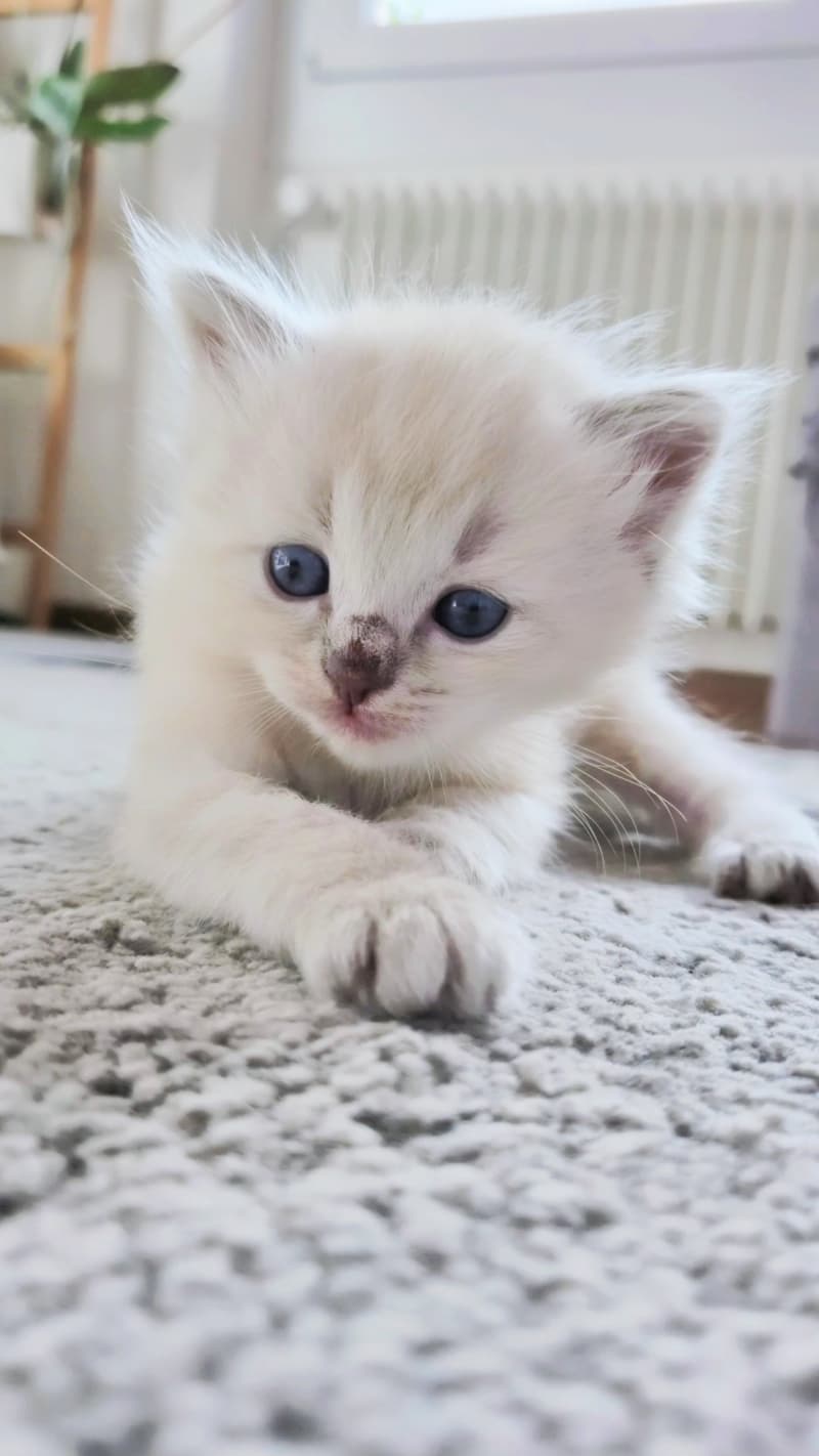 Heilige Birma Kitten suchen ein liebevolles Zuhause