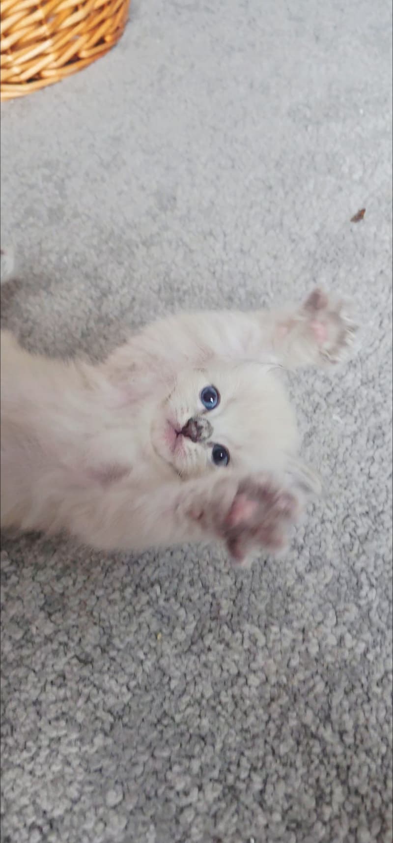 Heilige Birma Kitten suchen ein liebevolles Zuhause