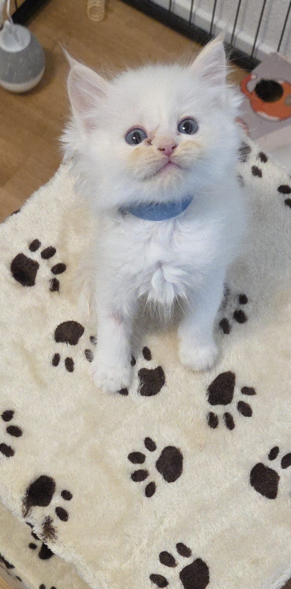 Ragdoll Kitten mit Stammbaum zu verkaufen