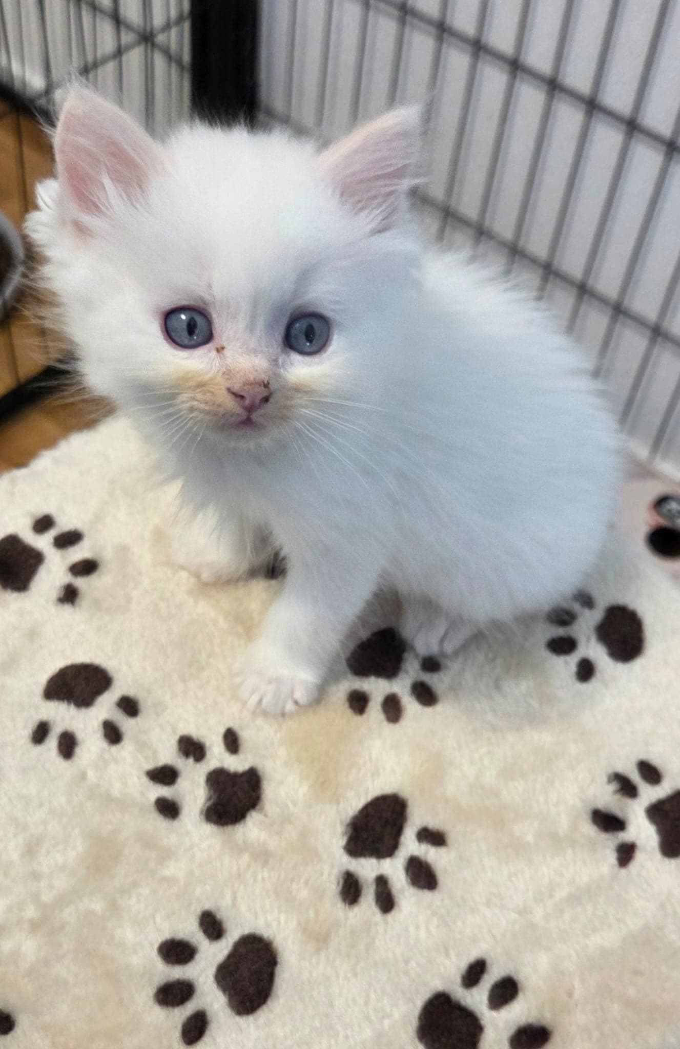 Ragdoll Kitten mit Stammbaum zu verkaufen
