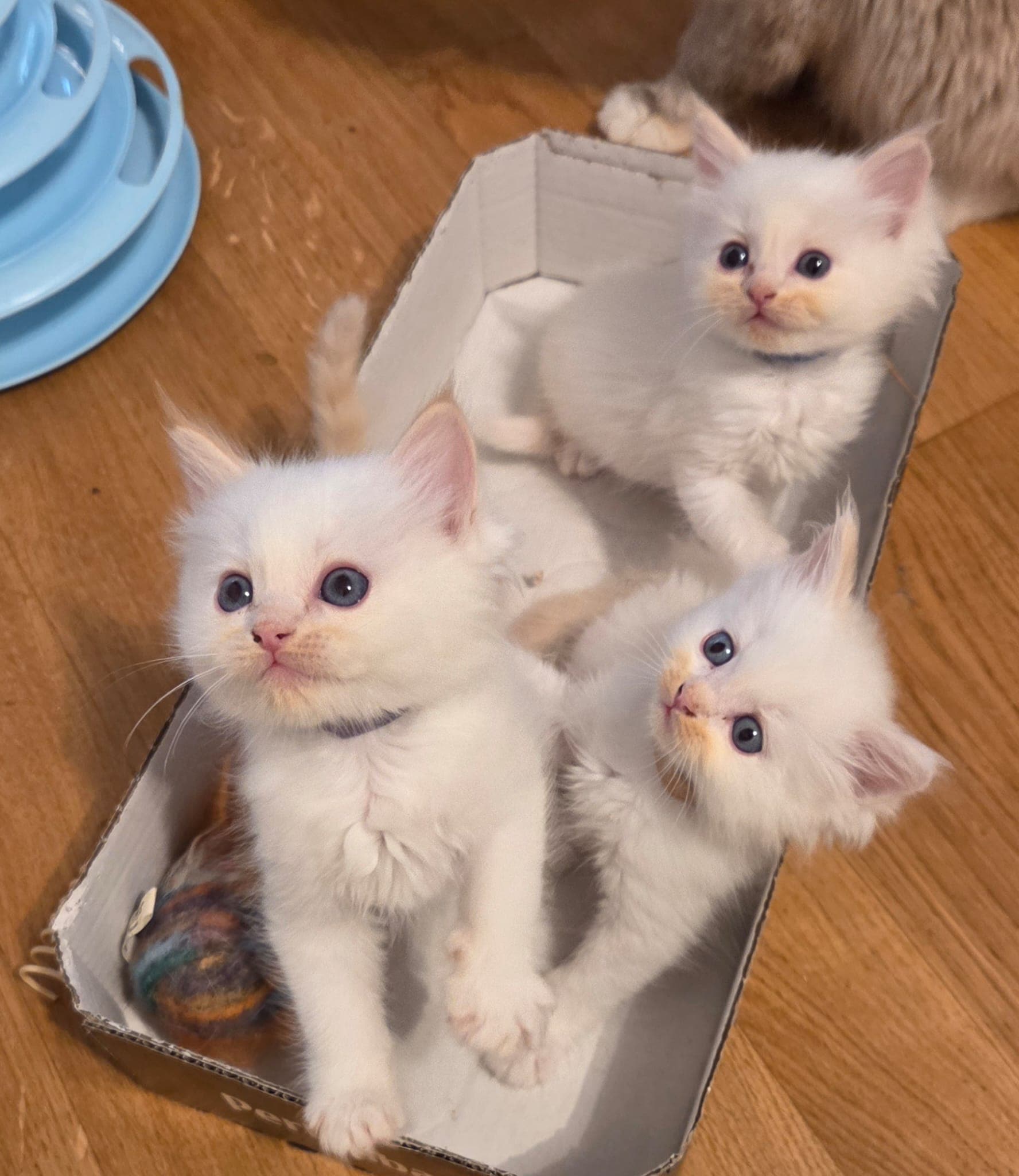 Ragdoll Kitten mit Stammbaum zu verkaufen
