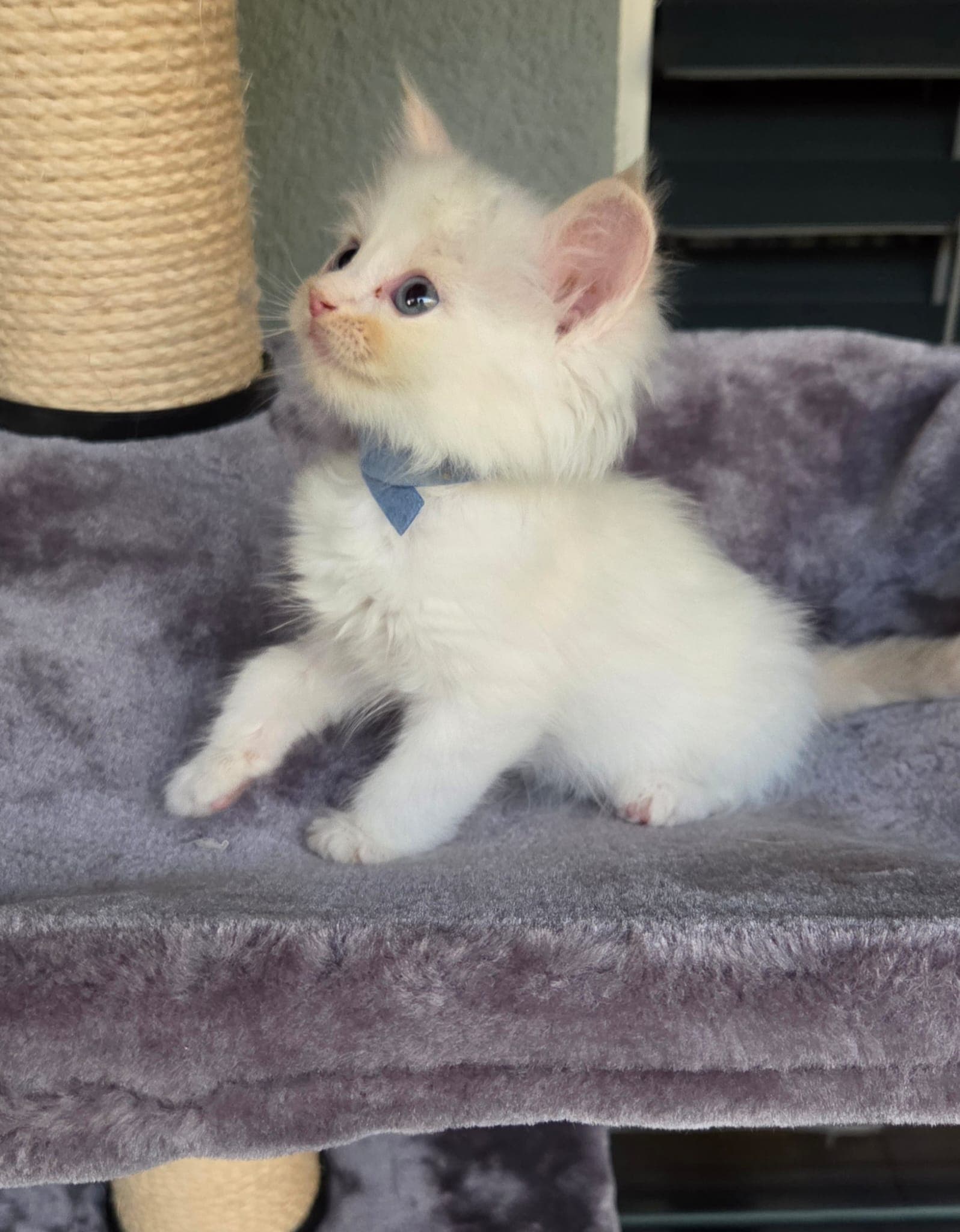 Ragdoll Kitten mit Stammbaum zu verkaufen