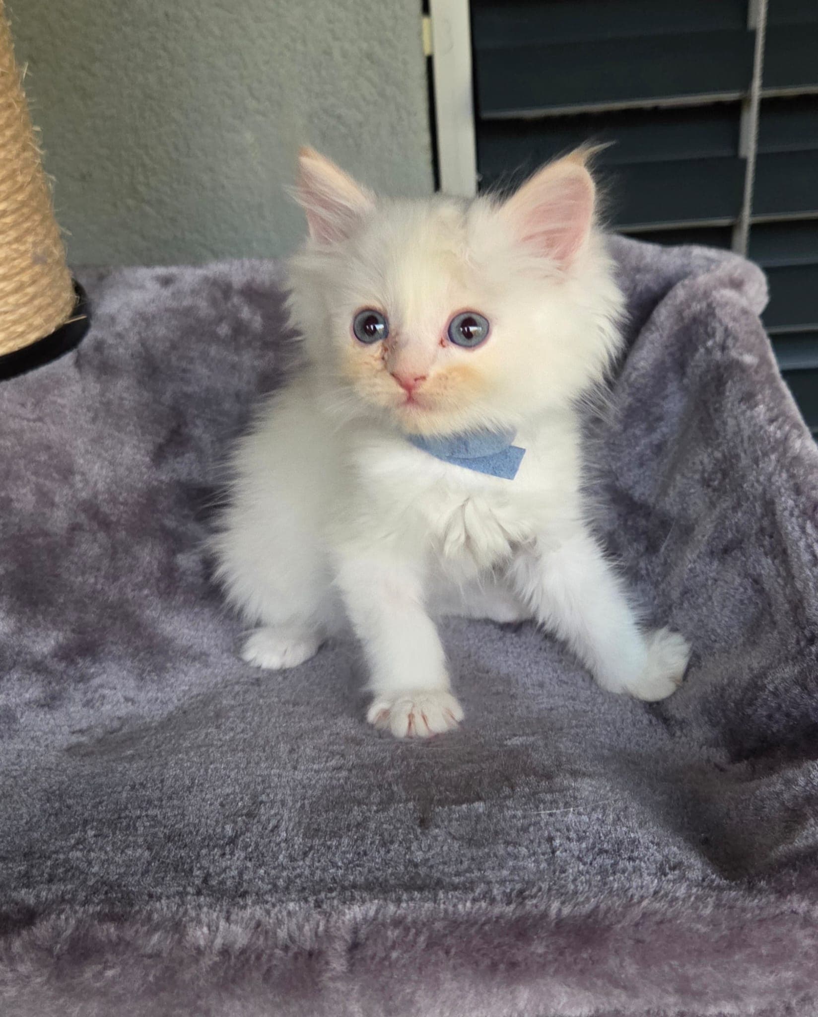 Ragdoll Kitten mit Stammbaum zu verkaufen