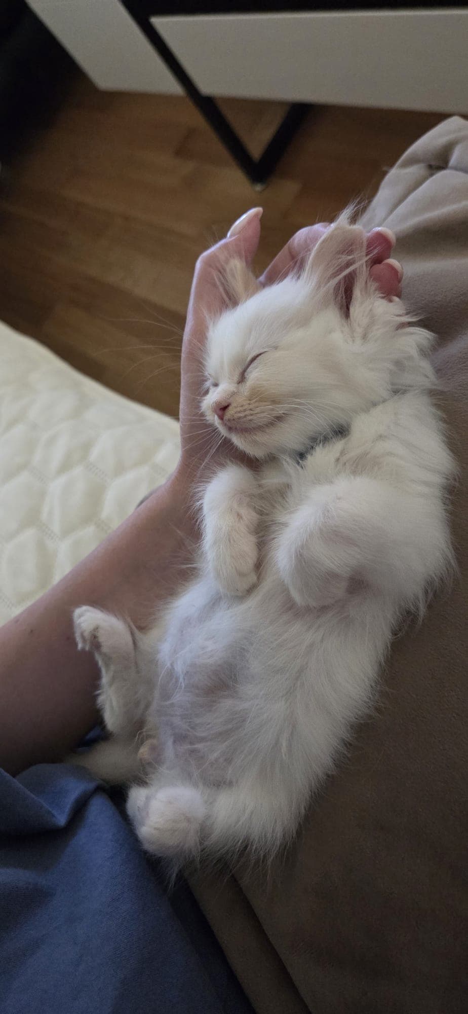 Ragdoll Kitten mit Stammbaum zu verkaufen
