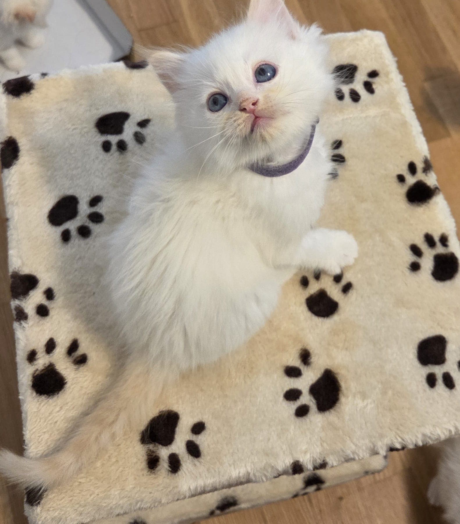 Ragdoll Kitten mit Stammbaum zu verkaufen