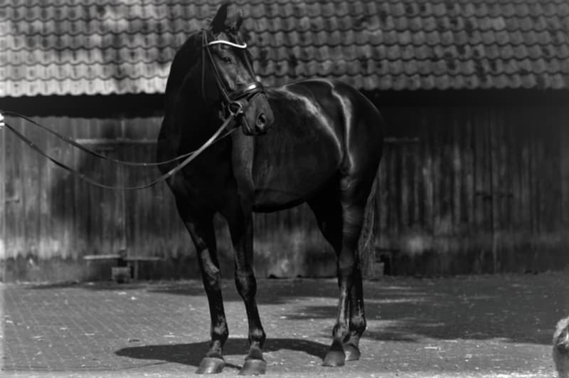 HANNOVERANER WALLACH