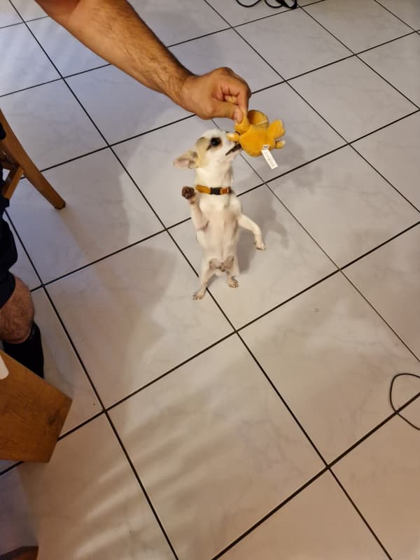 Wunderbarer Chihuahua