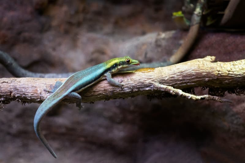 Blauer Bambus-Taggecko, Phelsuma klemmeri, aus eigener Zucht