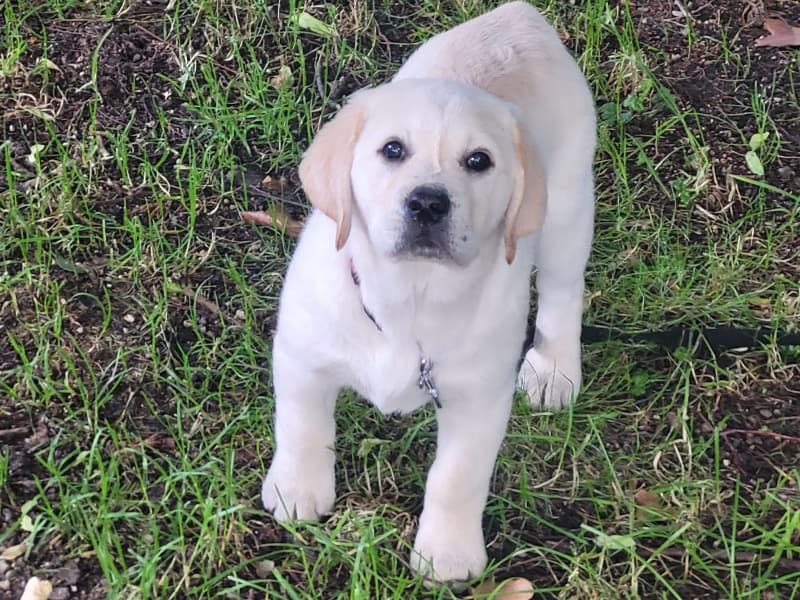 Goldenretriver/labrador