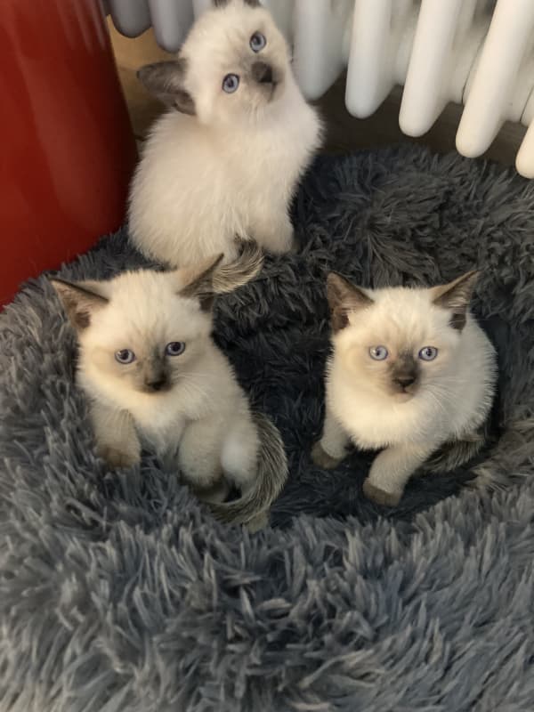 Adoptiveltern für süsse Siamkätzchen gesucht!