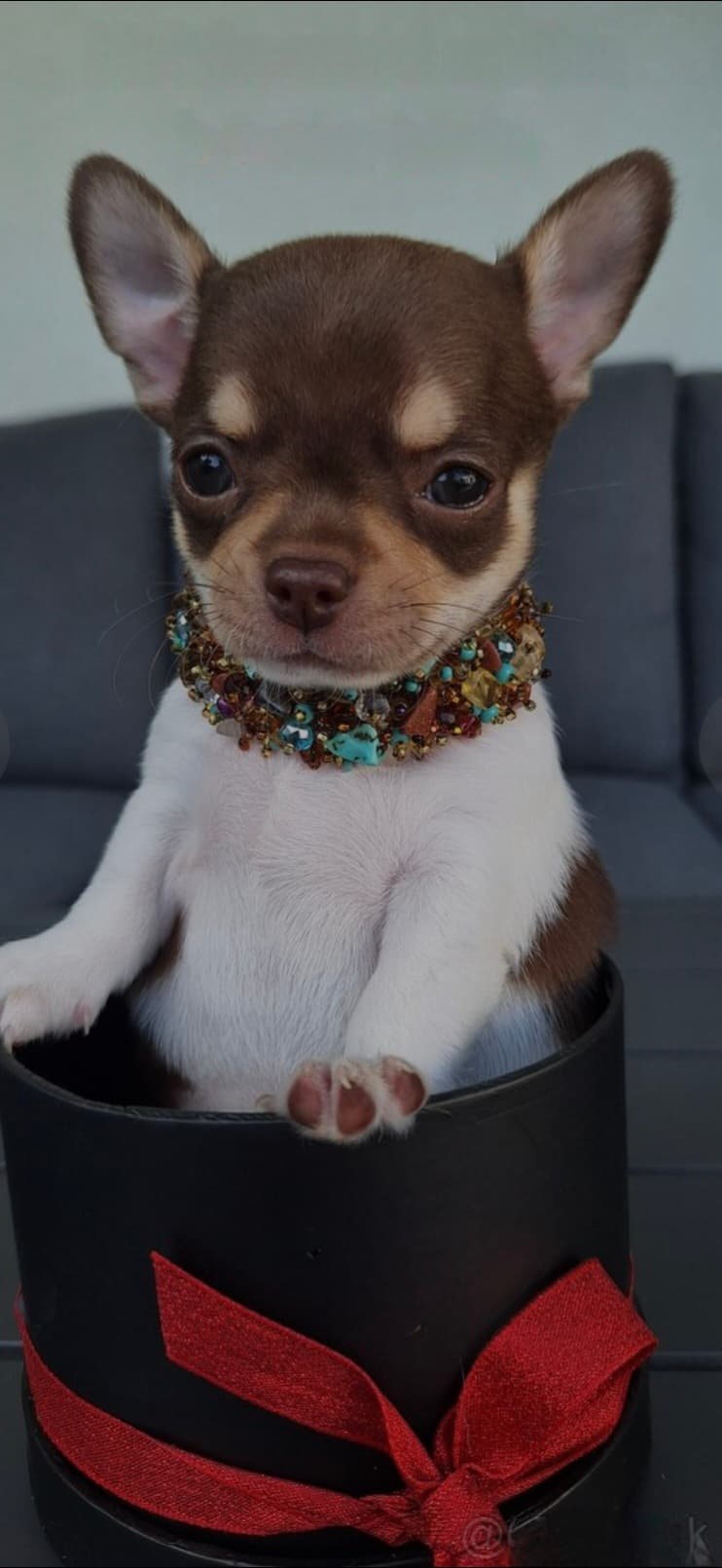Chihuahua welpen
