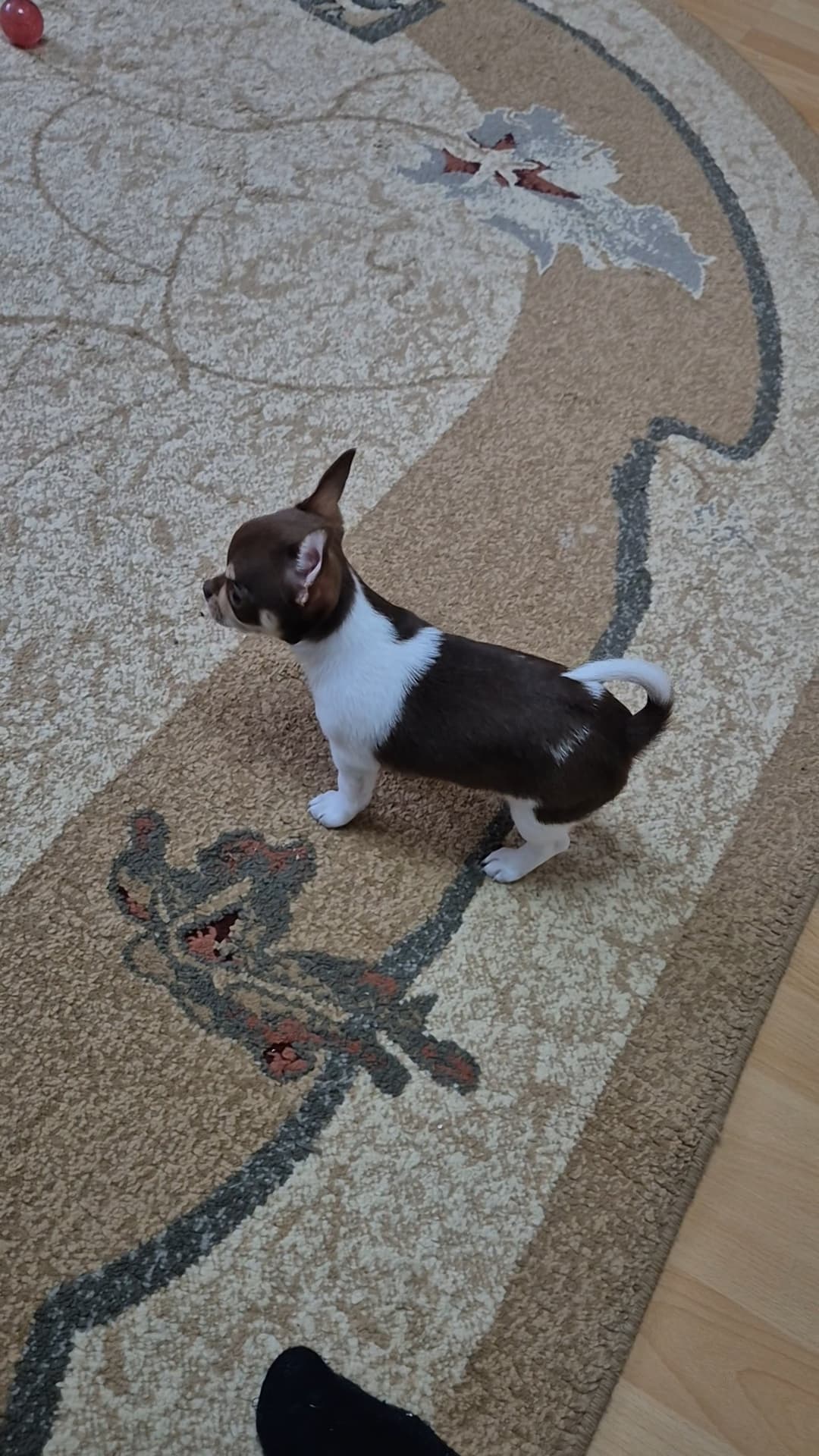 Chihuahua welpen