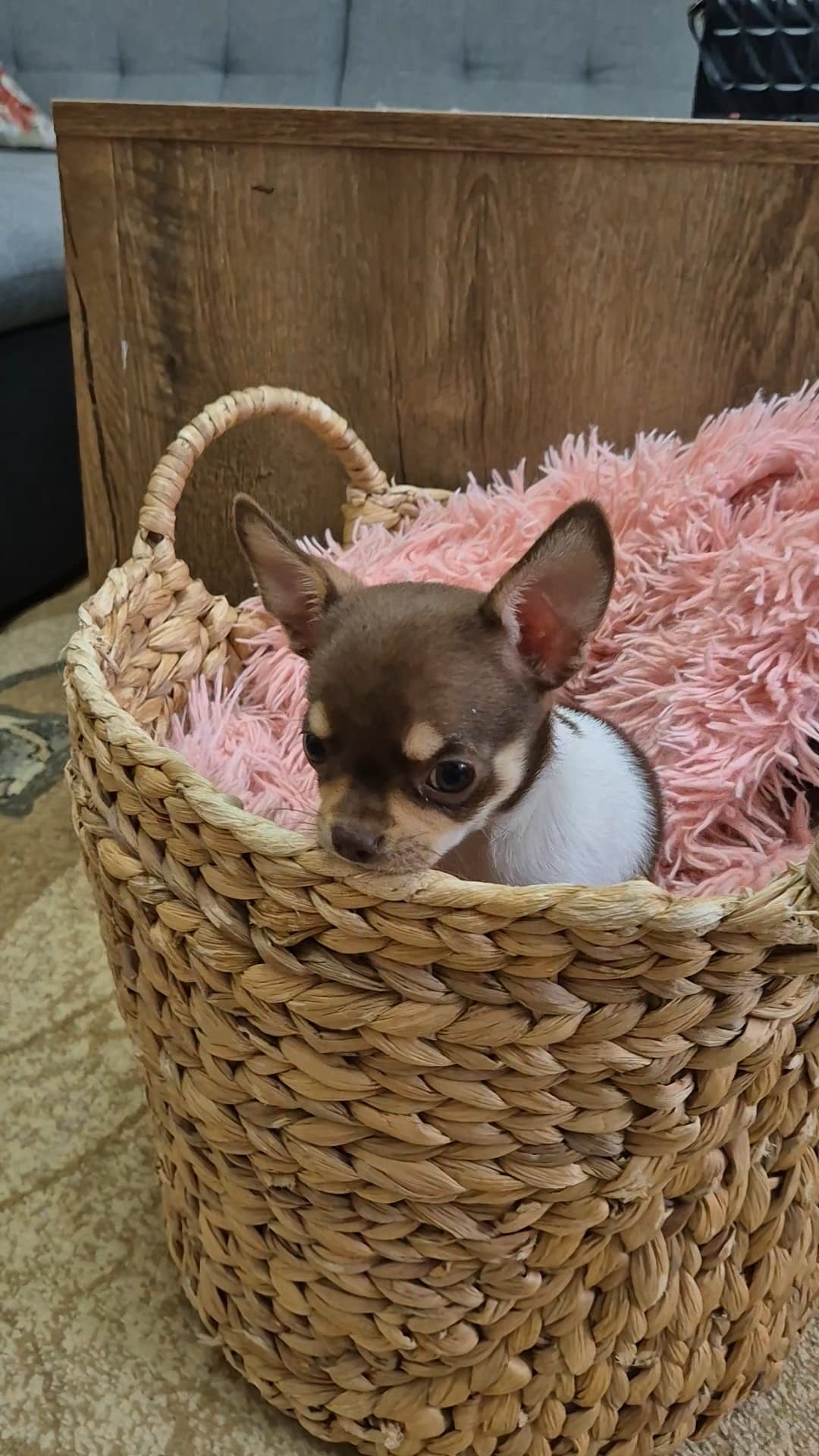 Chihuahua welpen